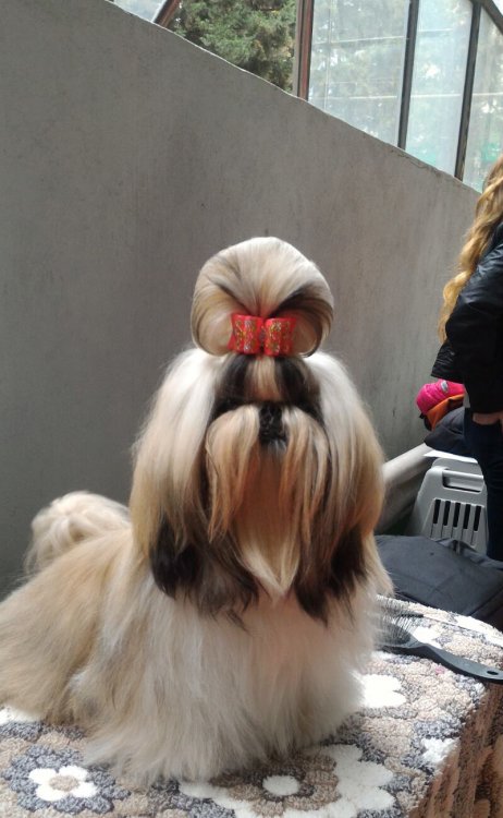 Cherry Geo2016-2.jpg