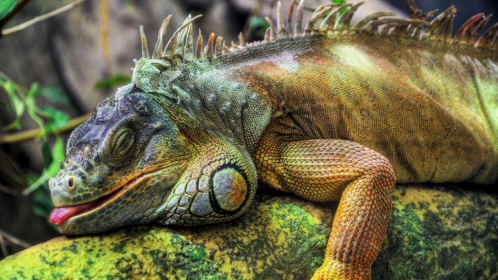 iguana_bolshaya_reptiliya_derevo_40091_1366x768.jpg