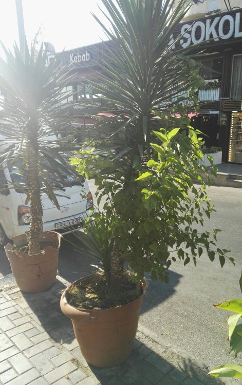 Дружная семейка.jpg