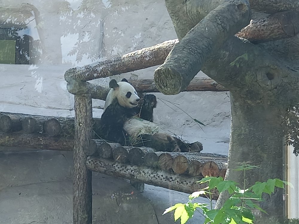 Кайфующая панда.jpg