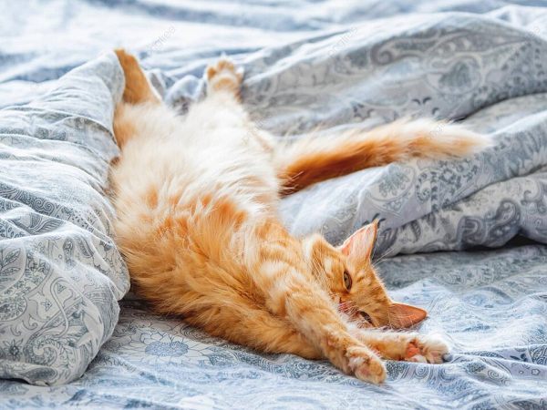 pngtree-ginger-feline-snuggles-on-bed-with-cozy-home-background-fluffy-pet-stretches-in-morning-comfort-photo-image_30174060.thumb.jpg.82a96ffa1f3aa5c5d430d024a5e341f4.jpg