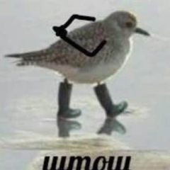 Птица