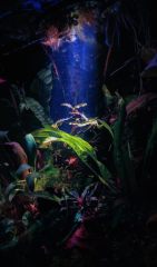 Неокаридины - идеальный выбор для домашнего аквариума