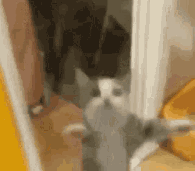 cute-cat-cat.thumb.gif.b5a56bb097c6651296f0ed3e4c619475.gif