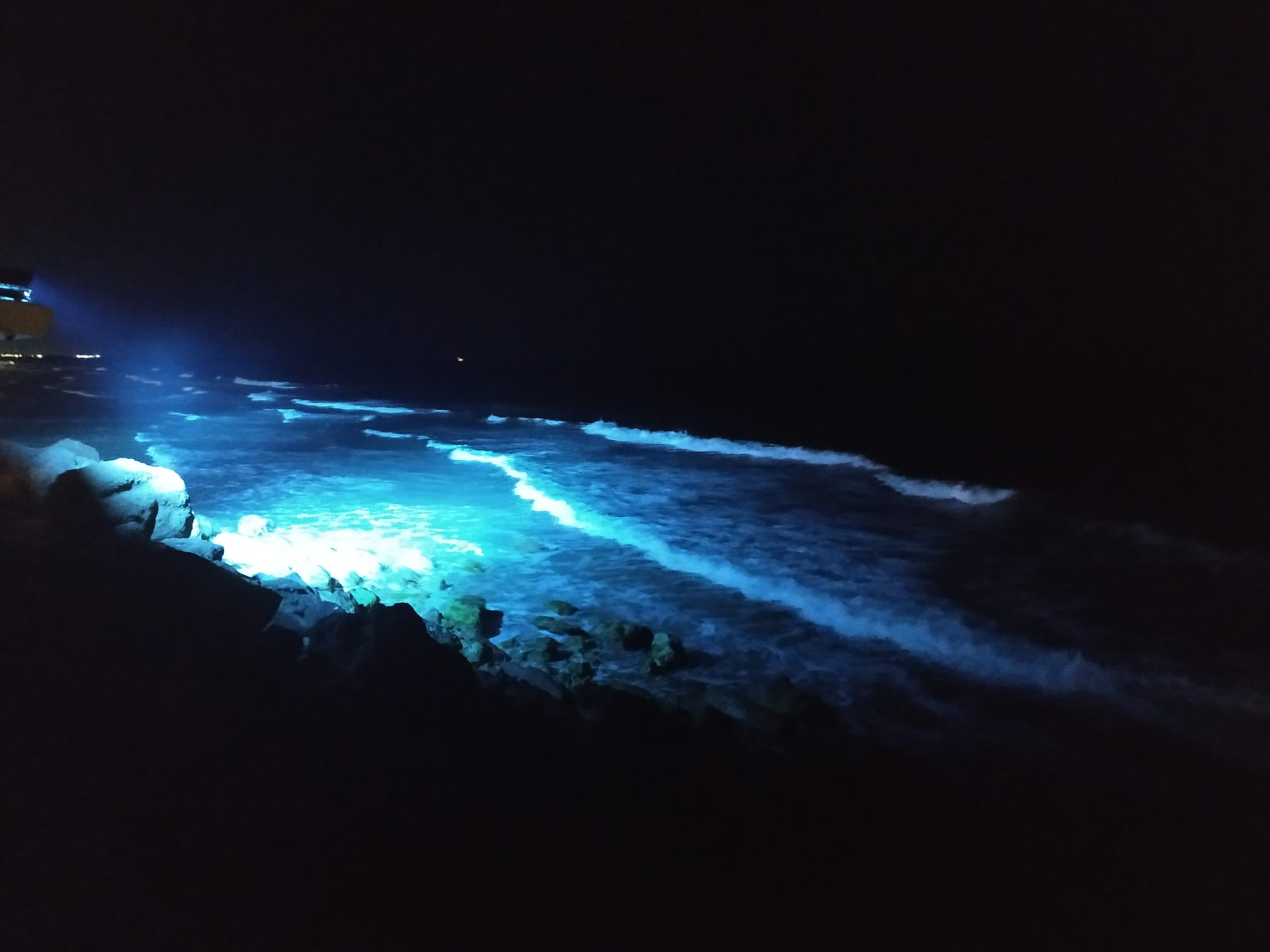 11.jpeg.81c54669a931a879b5bd37508fc4aa47.jpeg