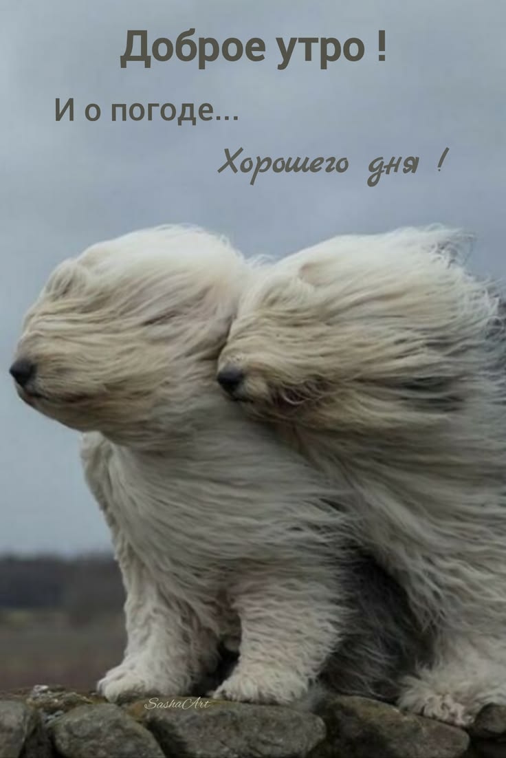 62d99f9f90.jpg.3b2726e2af117ed1e105964e37f3dcbf.jpg