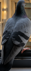 IMG_20260710_145857.png.98669ce257333362416188e36e205b0b.png